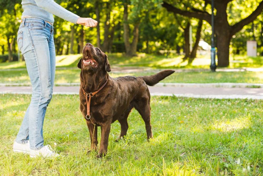 why-dog-refuses-to-pee-outside