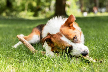 why-dogs-eat-grass