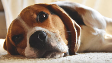 why-dogs-have-watery-eyes