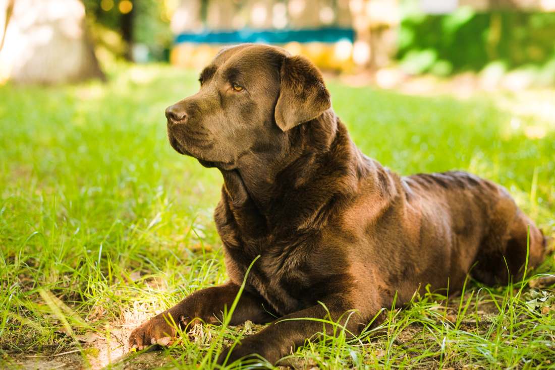 FAQ: Why is My Dog Digging Holes in the Lawn?