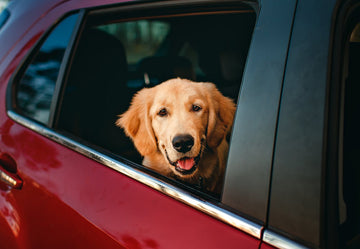 whyodo-dogs-love-car-rides