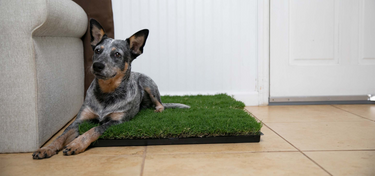 grass pee pads for dogs by gotta go grass