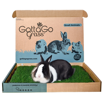 Gotta Go Grass® for Small Animals