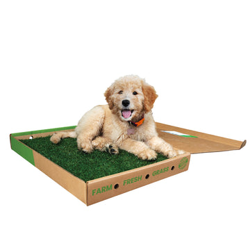 Gotta Go Grass® Single Pack Grass With Tray 16