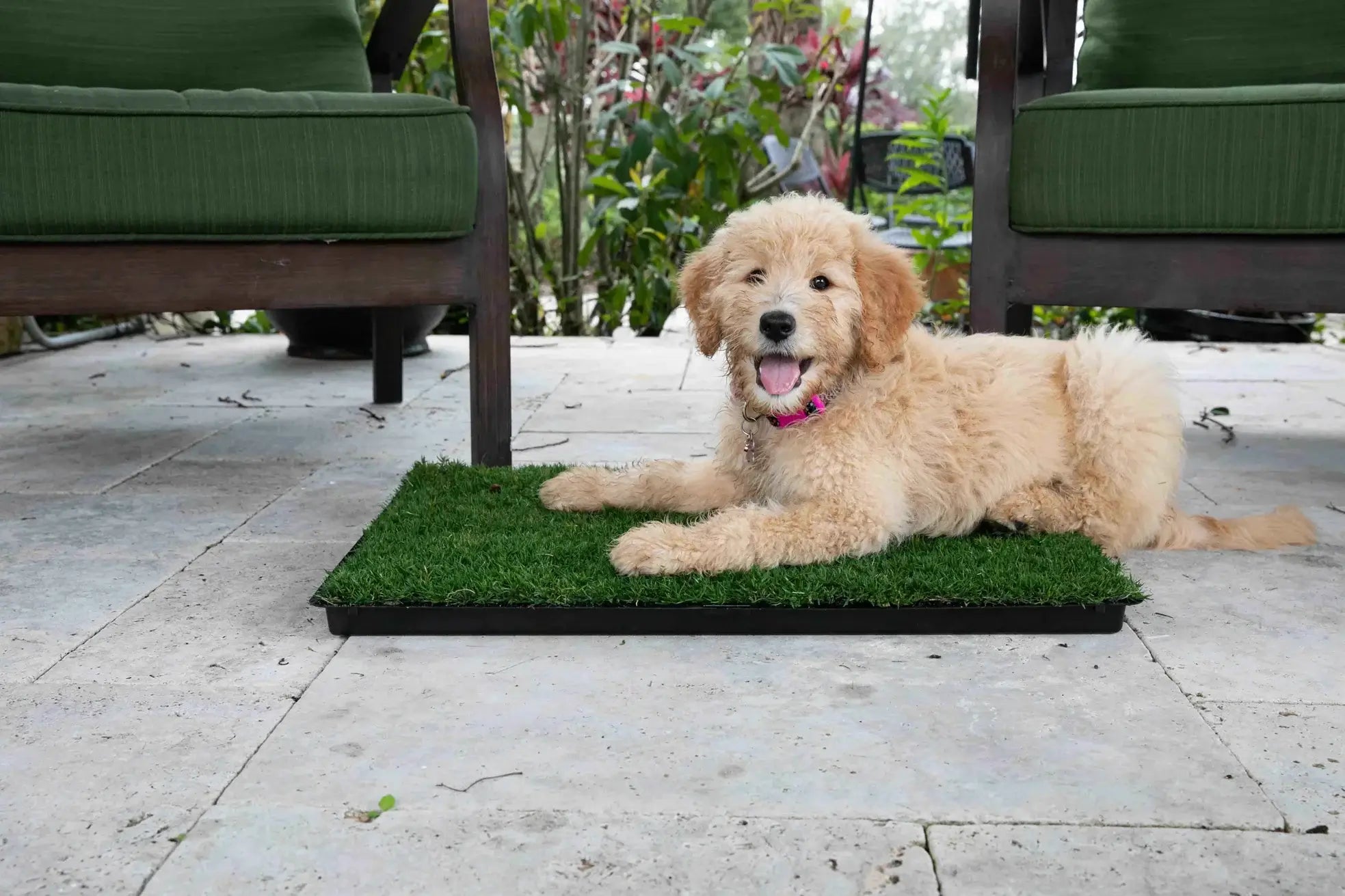happy dog uses grass patch pee pads