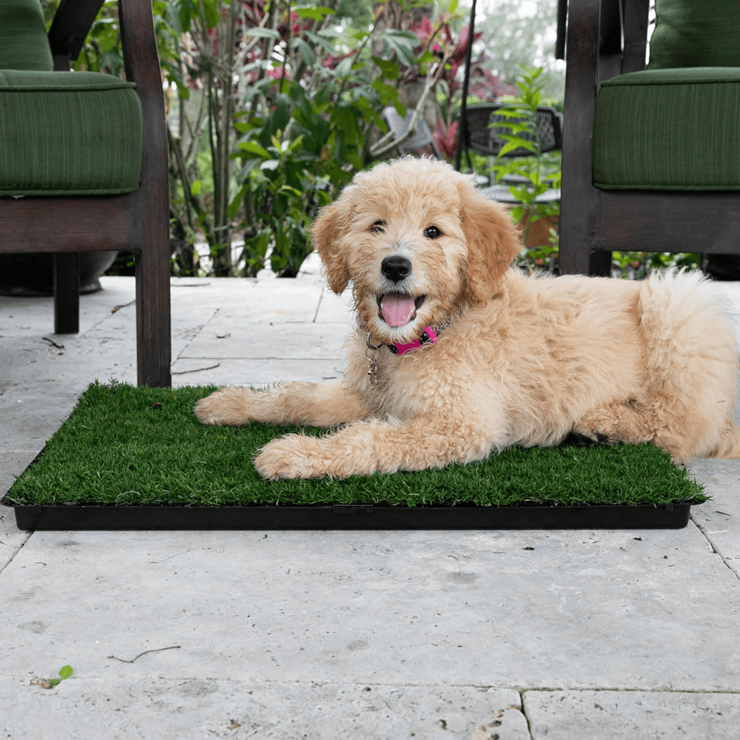 Gotta Go Grass® Double-Refill Grass Pad for Dogs