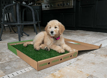 gotta-go-grass-indoor-pee-pad