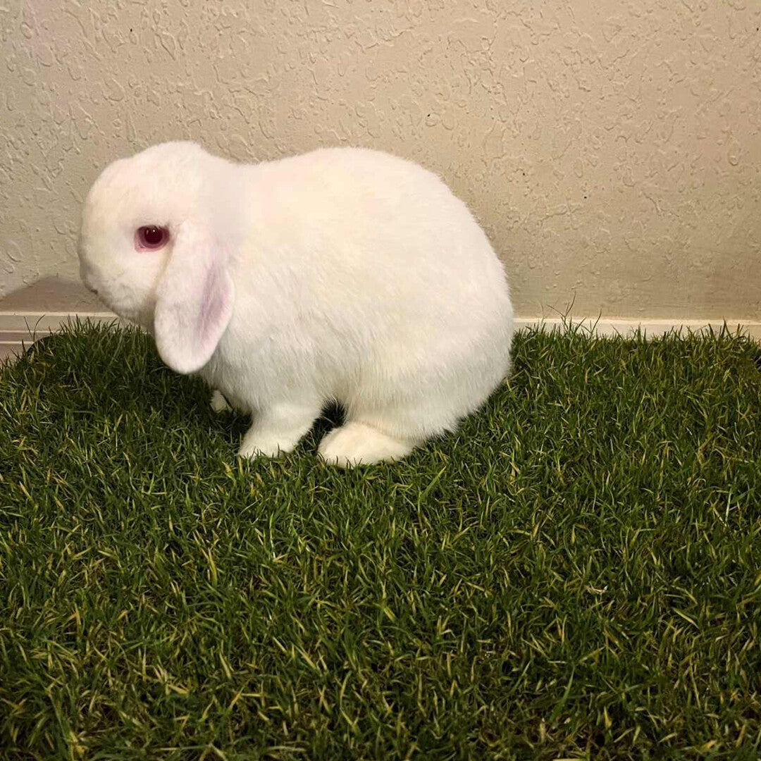 grass pee pads for rabbit