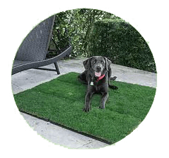 dog on a gotta go grass outdoor pee pads