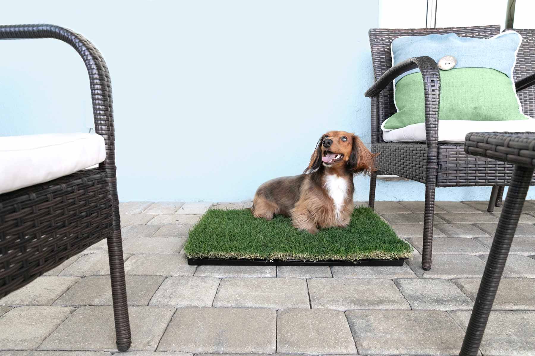 Outdoor pee pads for clearance dogs