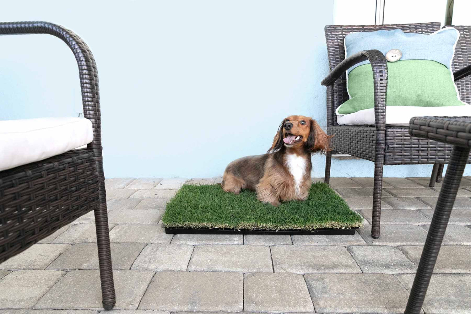 dog on a gotta go grass outdoor balcony pee pads