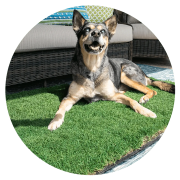 grass patch for dogs